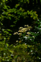 Lycoris radiata