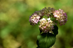 紫陽花２