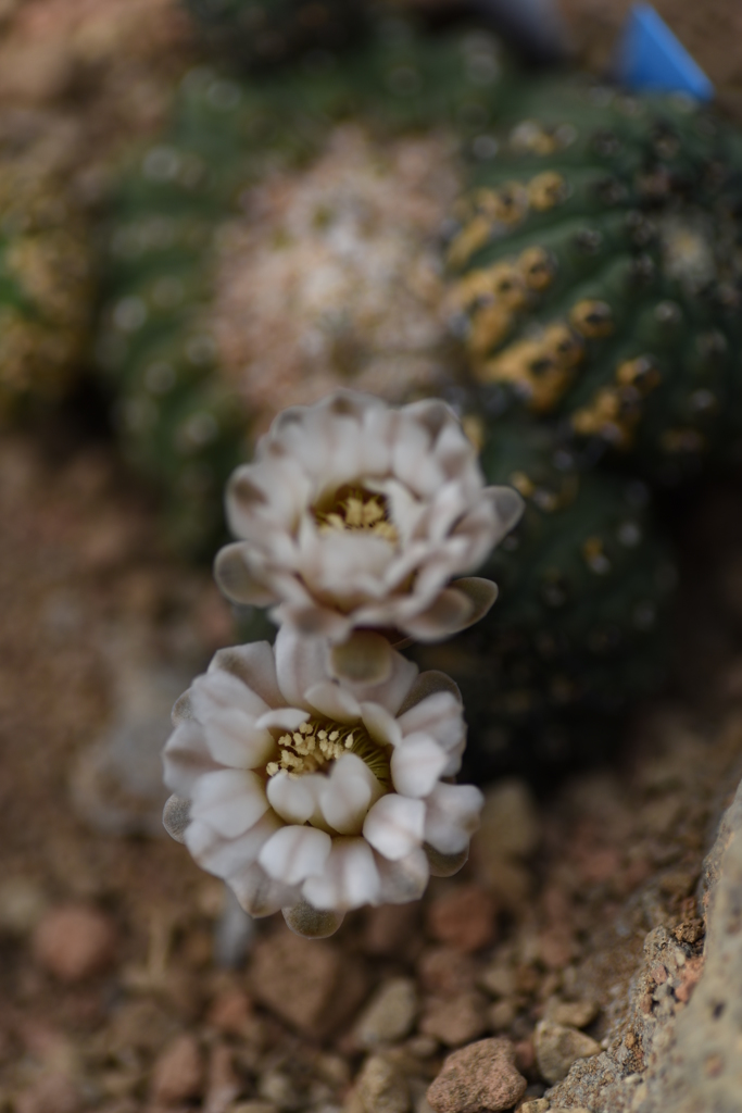 サボテンの花 3