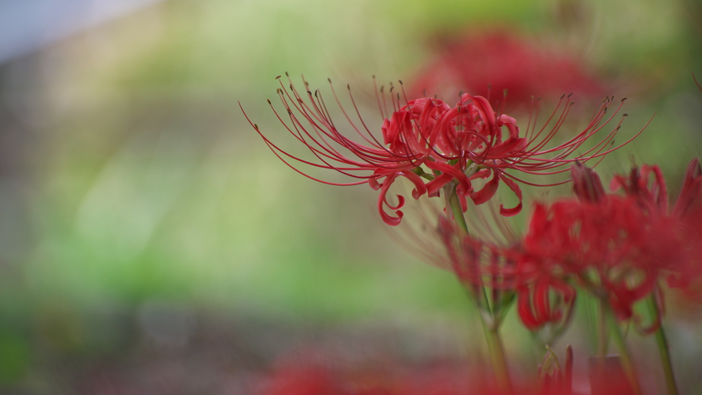 曼珠沙華