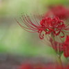曼珠沙華