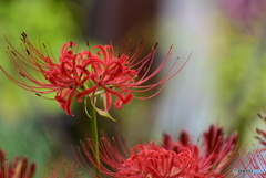 天井に咲く花