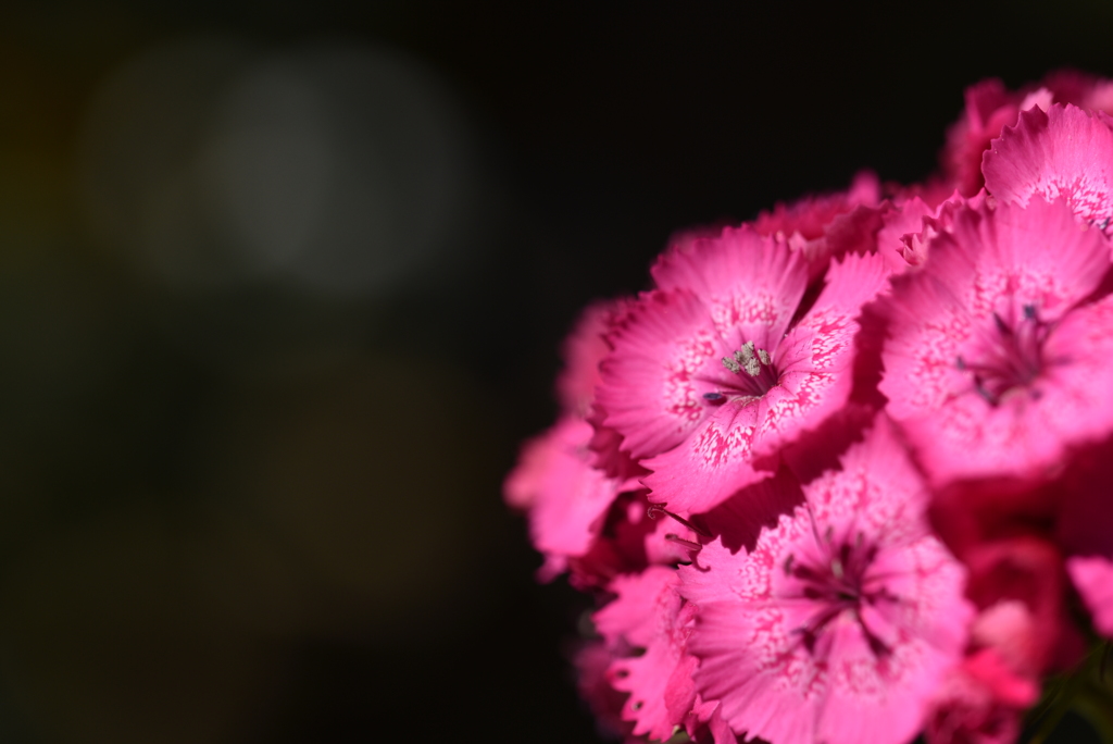 Dianthus hybrids