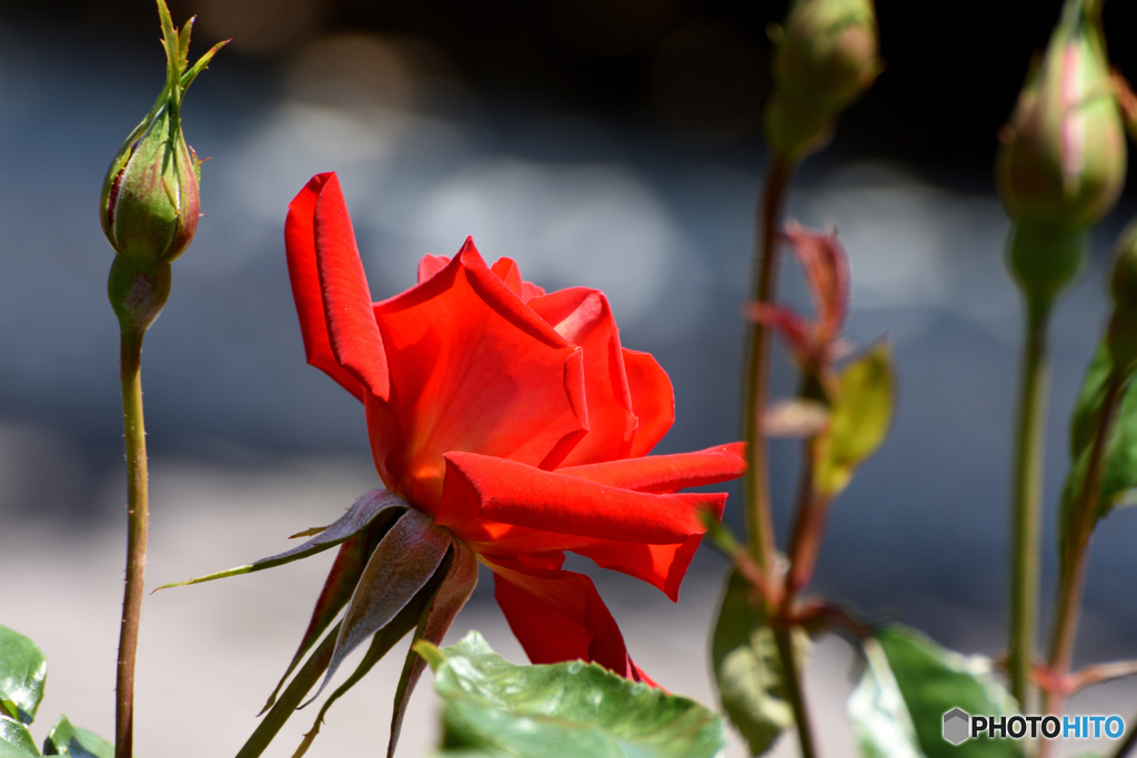 情熱の薔薇