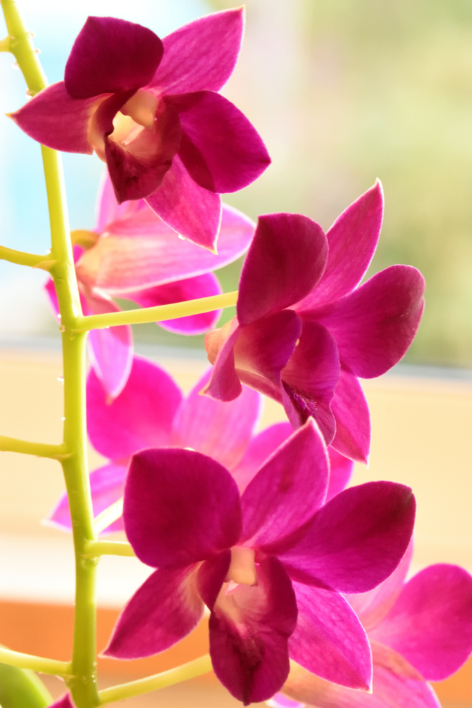 洋蘭