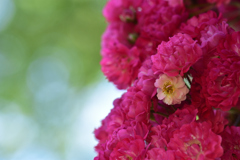 薔薇