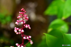 小さな花