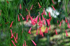 花暖簾