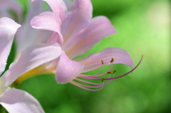 爽やか　夏色