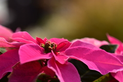 poinsettia