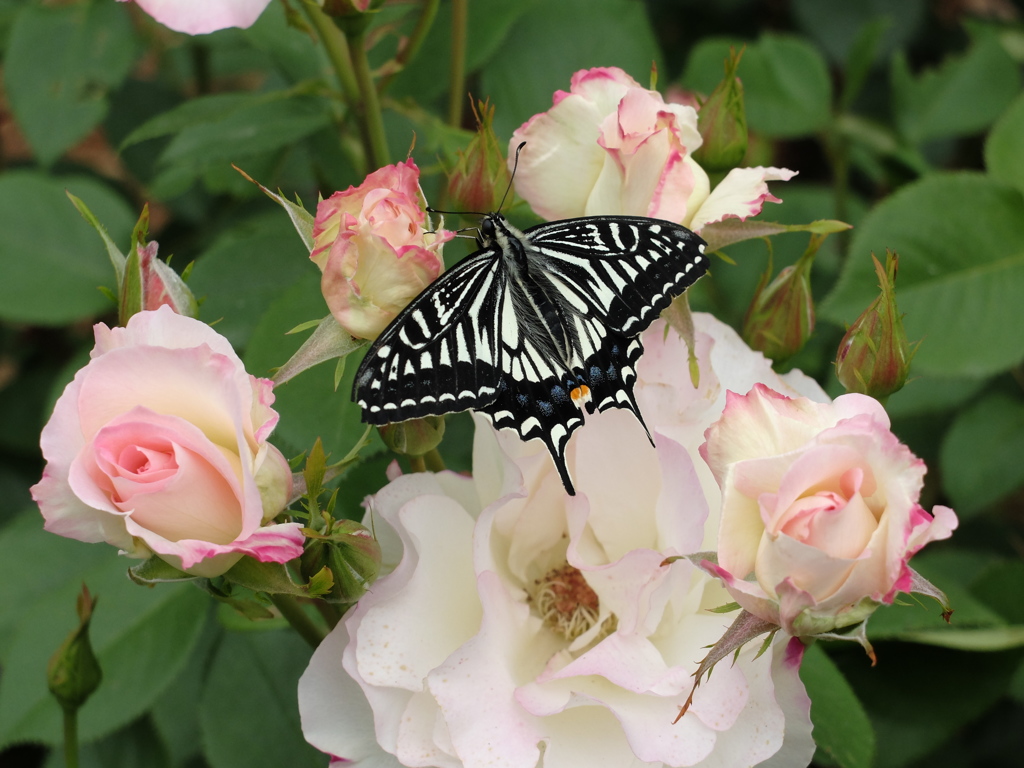 香りに誘われて