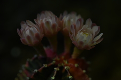 サボテンの花