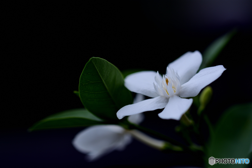 白い花