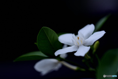 白い花