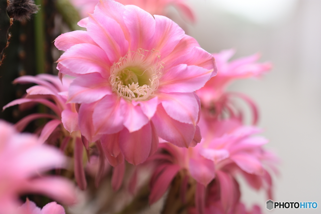 サボテンの花