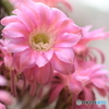 サボテンの花