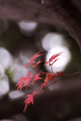 夢