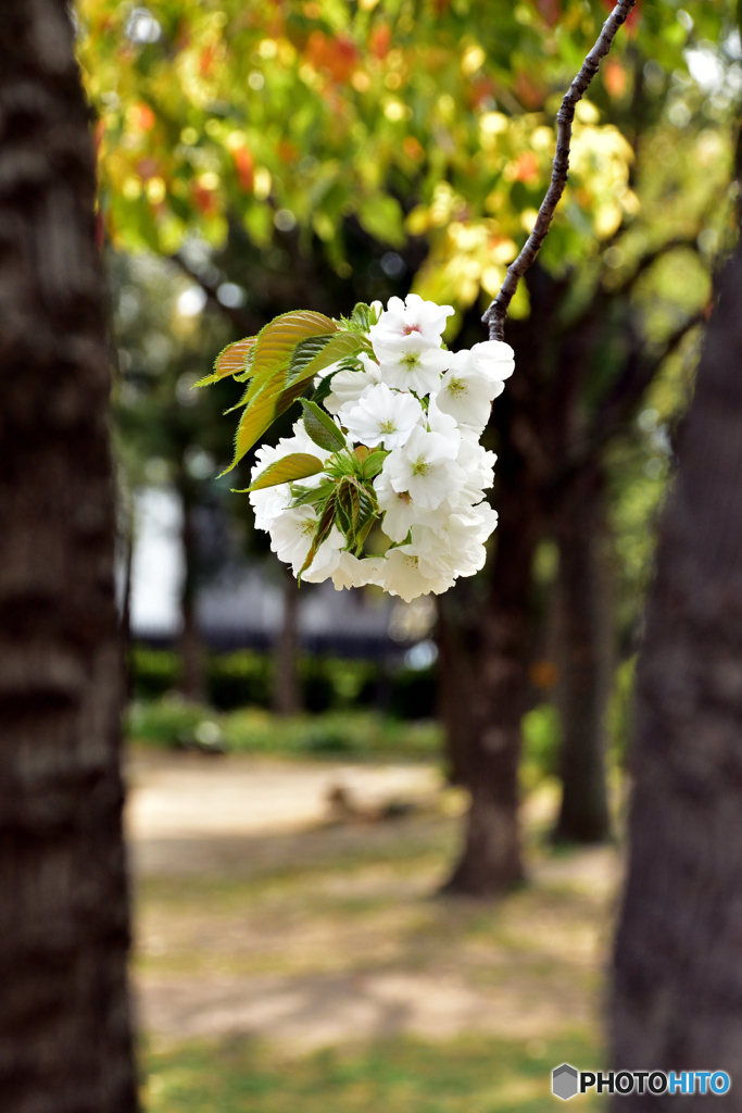 VIVA美葉 桜2
