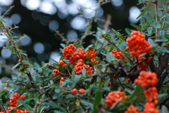 Pyracantha　2
