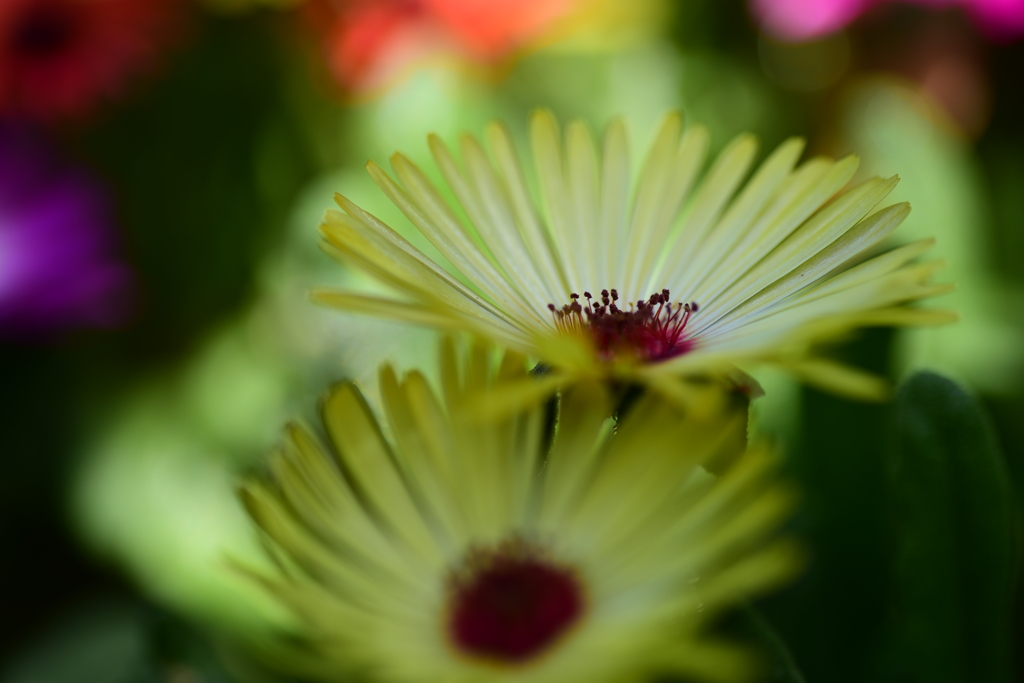 華