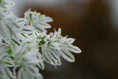 初雪草　１