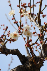 早春