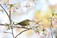 春のような冬２