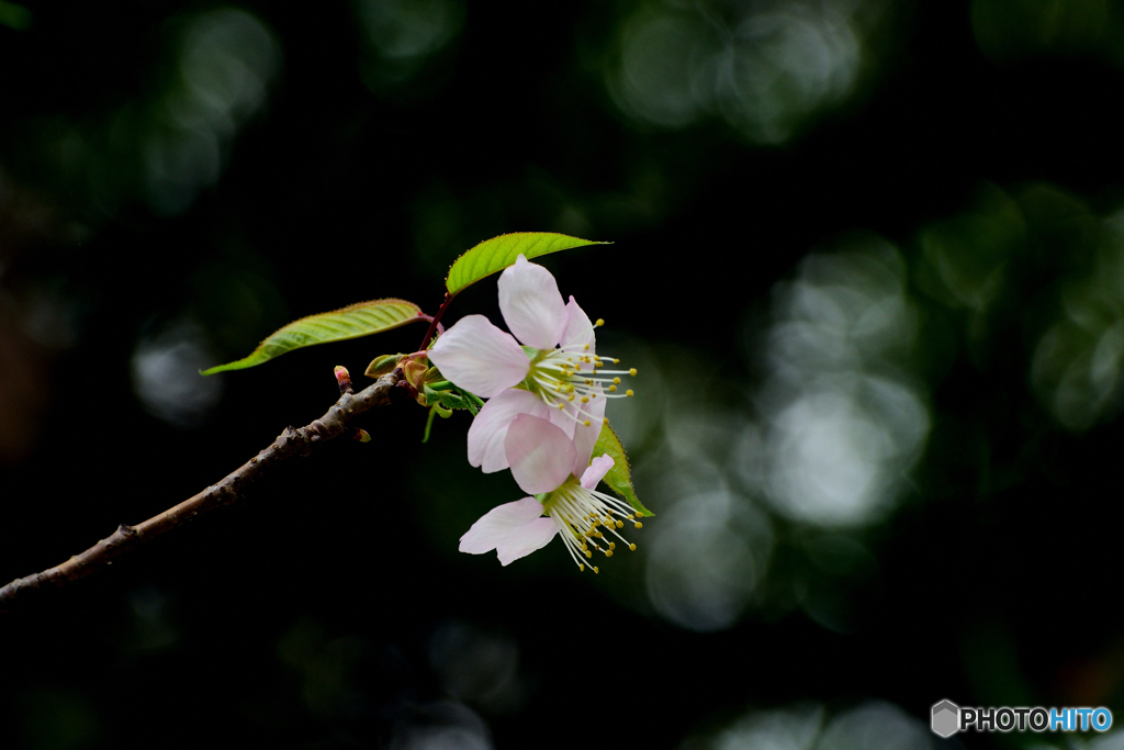 桜咲く