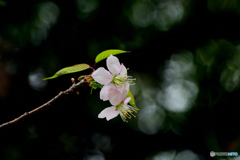 桜咲く