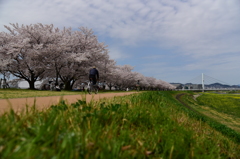 自転車と花見