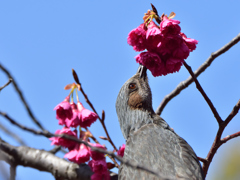 ヒヨドリお前もか