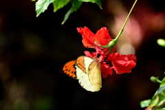 花と蝶(ツマベニチョウ)