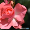 魅惑の薔薇