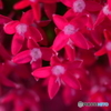 草山丹花