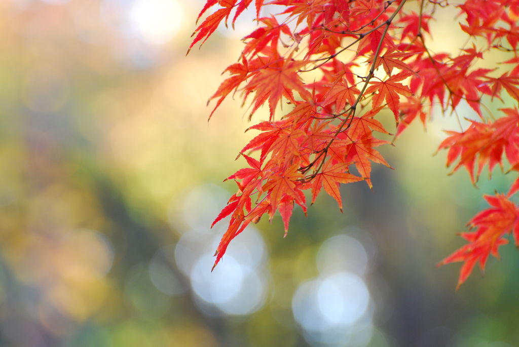 紅葉２