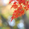 紅葉２