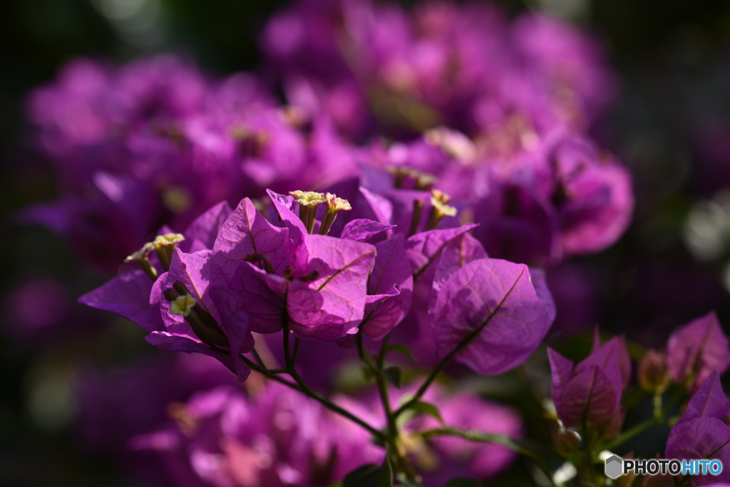 Bougainvillea