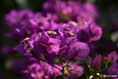 Bougainvillea