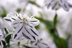 初雪草　３