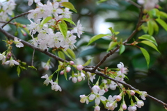 冬に咲く桜　２