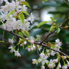 冬に咲く桜　２