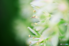 この花は？