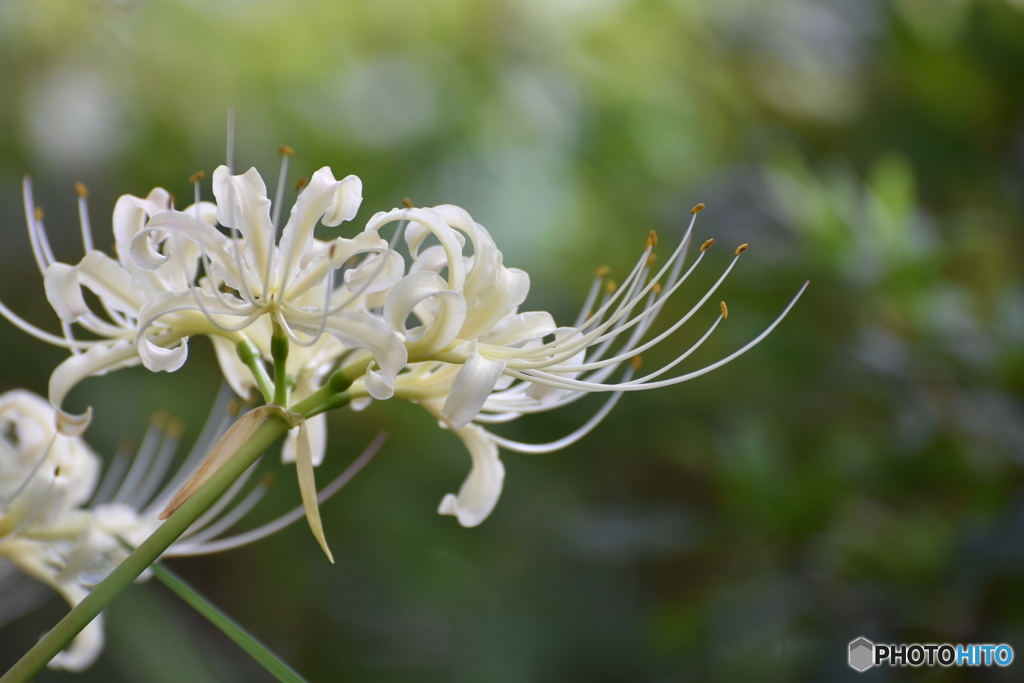 Lycoris