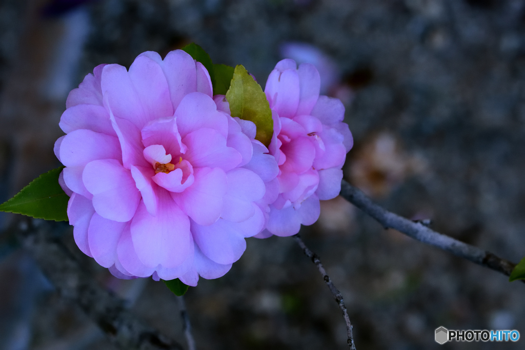 山茶花