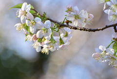 桜咲く