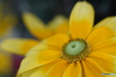 Rudbeckia