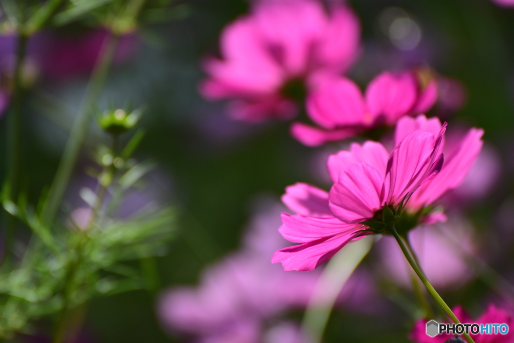 cosmos