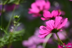 cosmos