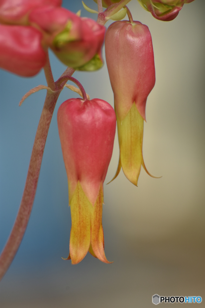 貴方は花ですか