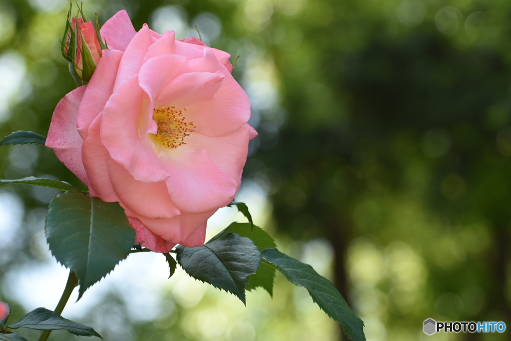 魅惑の薔薇 ３